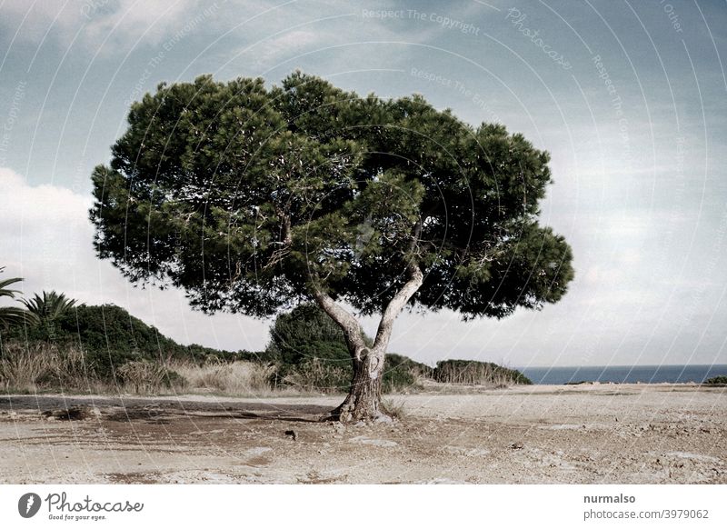 at once Malle majorka Tree Ocean Mediterranean sea aridity Summer vacation monochrome