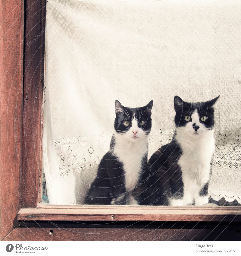 10 o'clock in the morning, regular place, windowsill Pet Cat 2 Animal Observe Window board Patch cat couple Curtain Lace Section of image Window frame