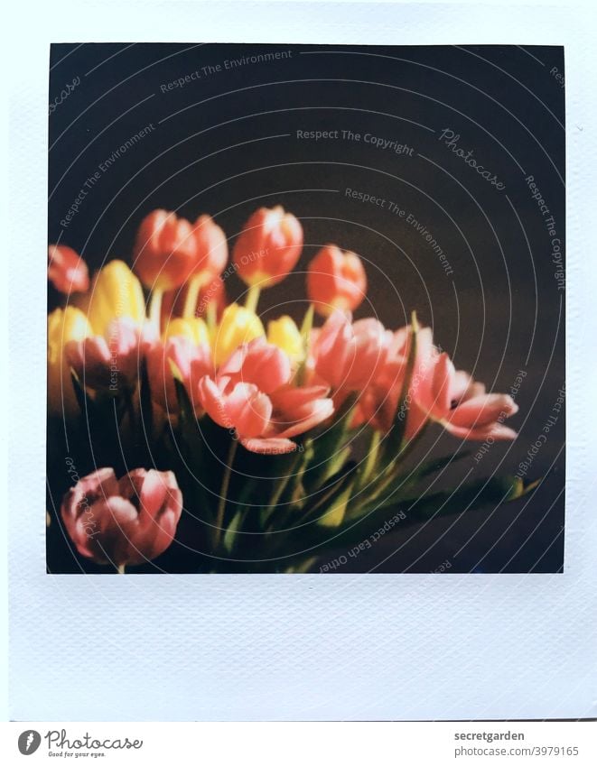Analogue flowering. Polaroid tulips Tulip Tulip blossom Spring Spring fever at home Flower Blossom Blossoming Plant Colour photo Deserted Close-up Bouquet