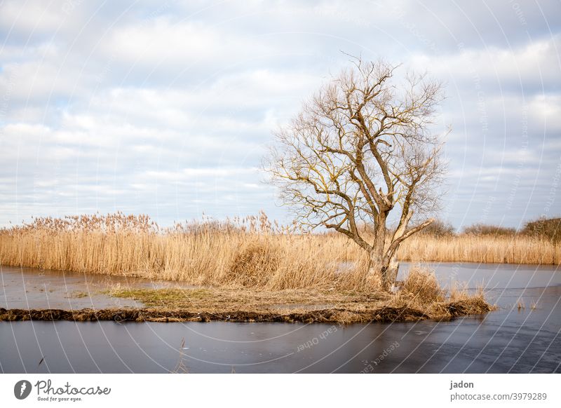 icescape. Tree Winter Ice Flood reed Cold Frost Nature Landscape Exterior shot Deserted Environment Copy Space top Plant Sky Day