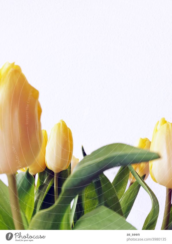 Yellow tulips Tulip Spring leaves blossoms Flower Blossom Green Plant Nature Bouquet pretty Colour photo Close-up Decoration Blossoming Copy Space top Easter