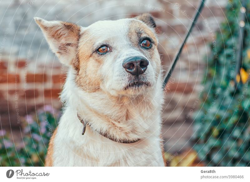 mongrel waiting dog tied on background of brick wall adult alone animals attached attention brown collar cur day dog walking domestic fastened harness leash