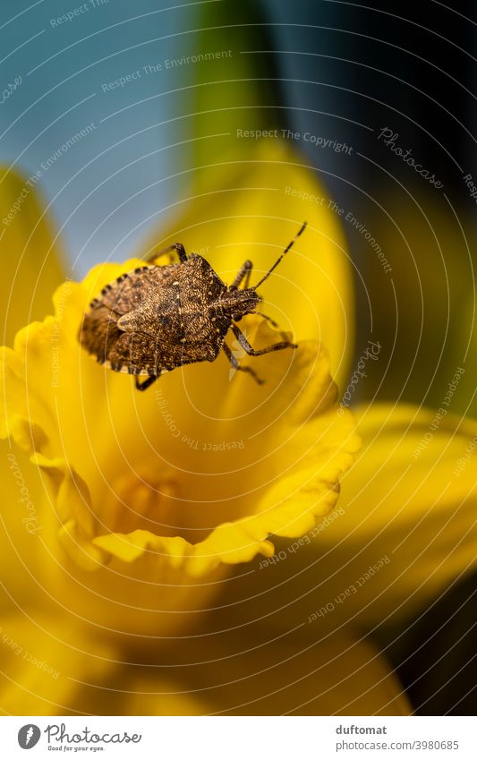Macro shot of a beetle crawling on yellow daffodil Small Insect Plant Animal Nature Garden Shell Spring Flower Beetle 1 Yellow Blossom Blossoming Crawl