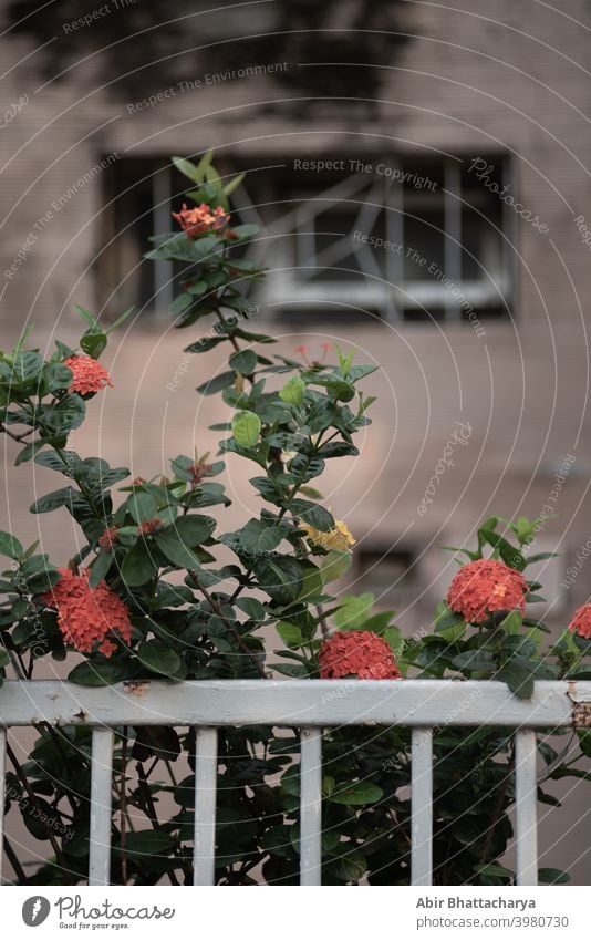 Red flower plant in front of house fencing. green leaves tree home wall grill grid nature Plant Nature Exterior shot Colour photo Wall (building)