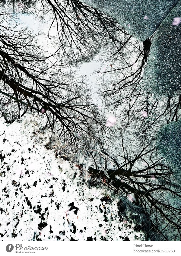 Reflection in a puddle trees Forest Nature Deserted Winter Exterior shot Snow Cold Winter forest Tree Frost Winter's day Reflection in the water Winter mood