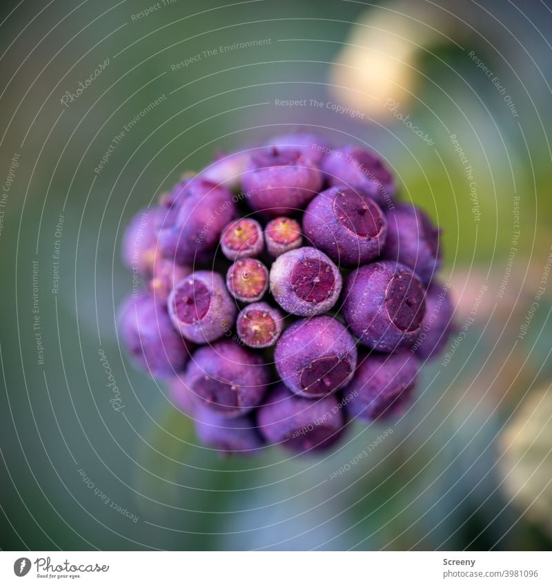 Spherical capsules Nature Plant balls encapsulate Blossom Growth Attachment purple Green naturally Macro (Extreme close-up) Classification Structures and shapes