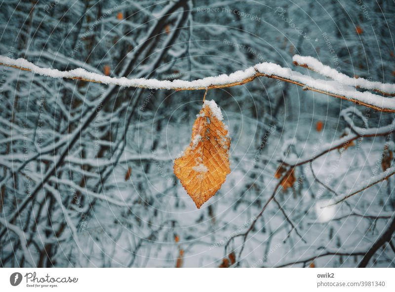 Golden leaf in snowy grove Leaf Environment Contrast Detail Close-up Exterior shot Subdued colour Colour photo Transience Autumnal colours Old Foliage colouring