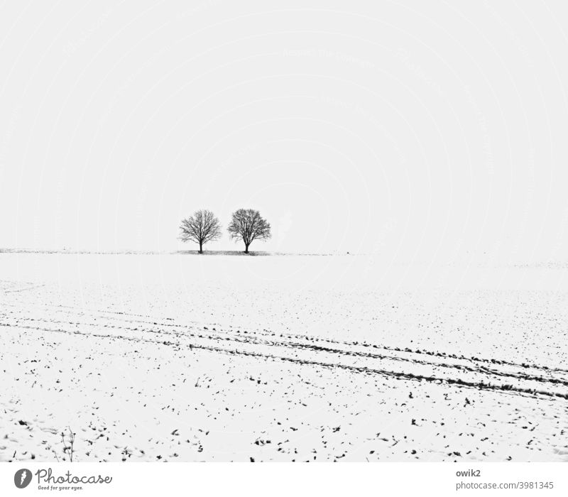 Get off the field! Sparse White Beautiful weather Cold Tree Winter mood Snowscape Far-off places Environment Nature Landscape Sky snowy wide Horizon chill