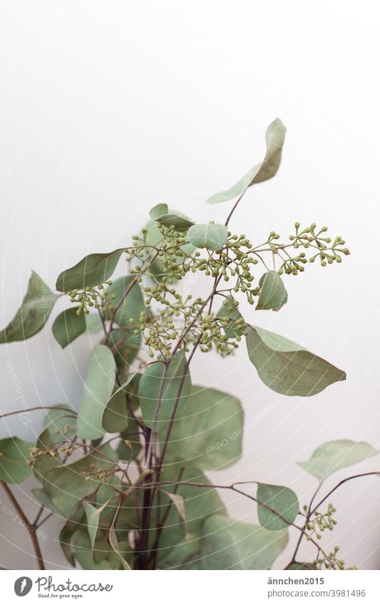A bunch of dried eucalyptus leaves Dried flower Plant Colour photo Nature Interior shot Dry Green Decoration Detail inside Close-up naturally