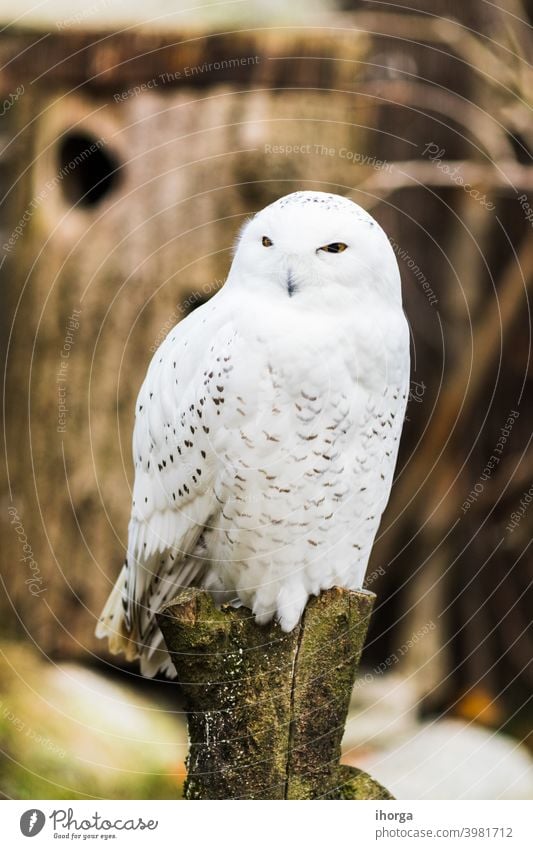 Snowy owl perched on a branch in spring animal animals background beautiful beauty bird closeup cold color conservation cute eye fauna feathers funny habitat