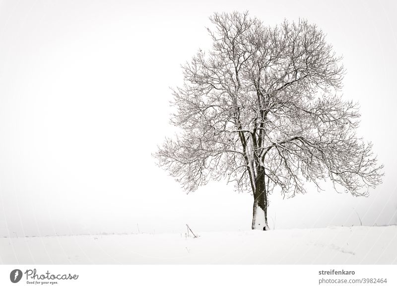 Lonely bare tree on snowy field Tree Snow Winter Field Bleak Cold Exterior shot White Deserted Gray Landscape Nature Colour photo Day Calm Fog Frost Bad weather