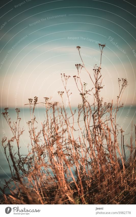 Dried up plants by the wayside in the sunshine with a gauzy blue background of sky and sea Plant Sunlight gossamer Delicate Sky Ocean naturally Yarrow Flower