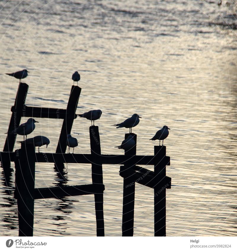 Silhouettes of seagulls on wooden poles in the backlight of the evening sun at the Dümmer lake silhouettes stake Wooden stake Back-light Water Sunlight Bird