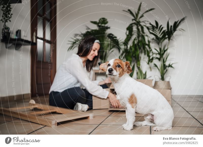 young woman assembling furniture at home working with hammer. DIY concept. cute small dog besides. love do it yourself kiss hug together owner jack russell