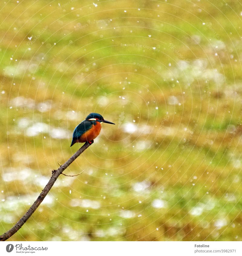 Cold here! The kingfisher sits in the snow flurry on a branch. In the background a meadow, which is slowly snowing. Kingfisher Bird Animal Exterior shot
