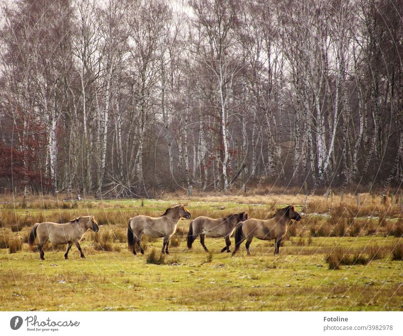 Wild horses watch in the pasture as a photographer tries to sneak up on them. Horse Herd Wild animal Animal Exterior shot Colour photo Nature Day Landscape