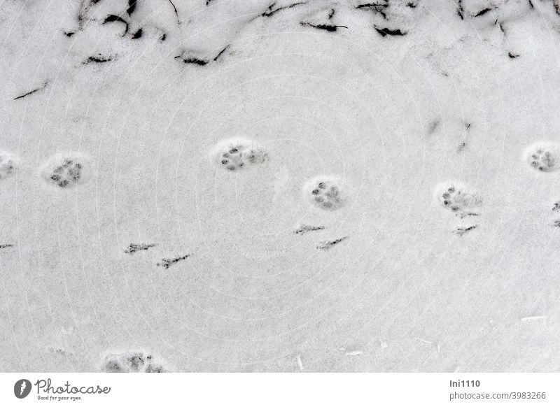 Bird and cat tracks in the snow Winter Prints Tracks Cat Snow light snowfall footprints animals Nature Cold Snow track snowy path leaves