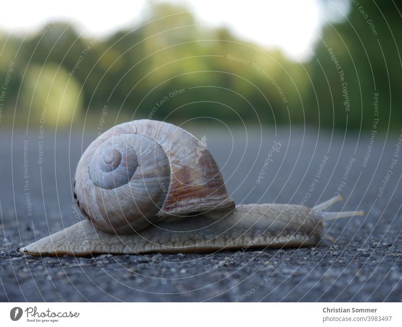 If you're in a hurry, go slow. Snail on morning excursion Time Crumpet vivacious Stress relaxation Wellness Meditation Yoga attentiveness Life Philosophy Animal