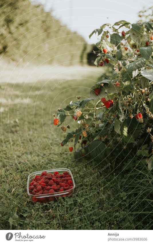 Raspberry harvest raspberries organic fruit fruits Fresh Organic produce zero waste Sustainability Vegetarian diet Healthy Eating