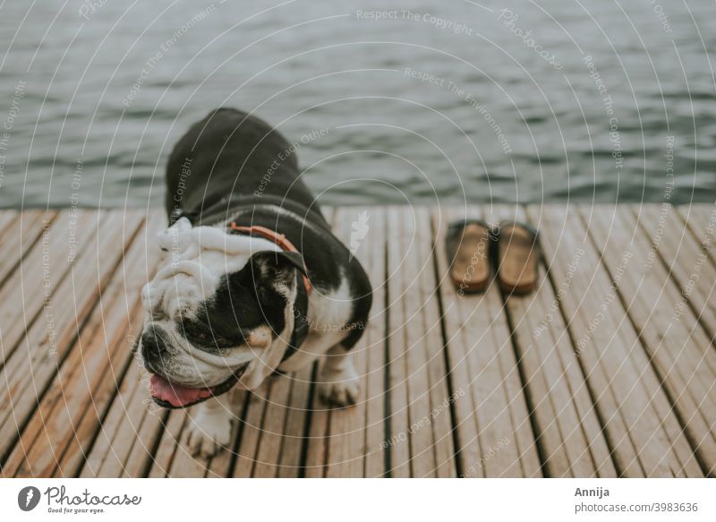 After swim english bulldog shoes summer swiming water lake sea heat Pet Dog Animal French Bulldog Cute