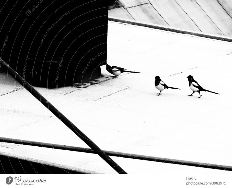 Three magpies in winter Raven Bird Wild bird Animal Nature Roof Hoar frost active inquisitorial Scaffolding Smart intelligent
