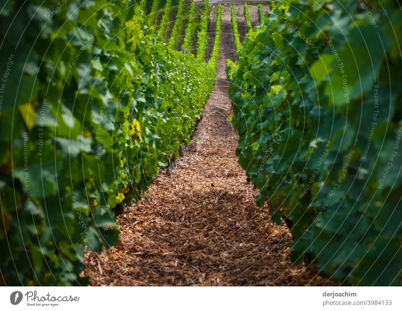 The path between the vines, goes down slightly. Not in the sky.... Vines Landscape Nature Colour photo Environment Exterior shot Plant Green Foliage plant Day