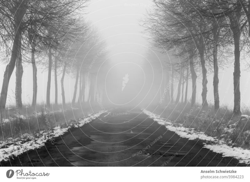 tree lined road in in winter and fog country weather transportation nowhere mystery travel misty background danger condition park horror autumn foggy spooky