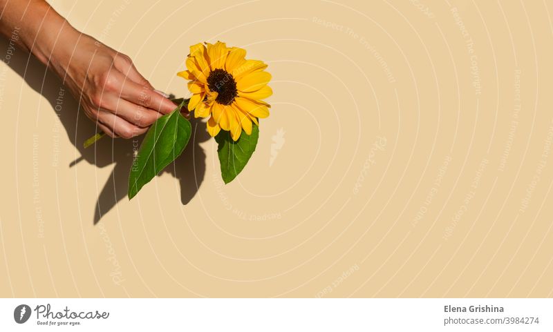 One sunflower flower in a female hand on a beige pastel background. Copy space. copy space hands yellow floral blossom summer nature sunny bright natural color
