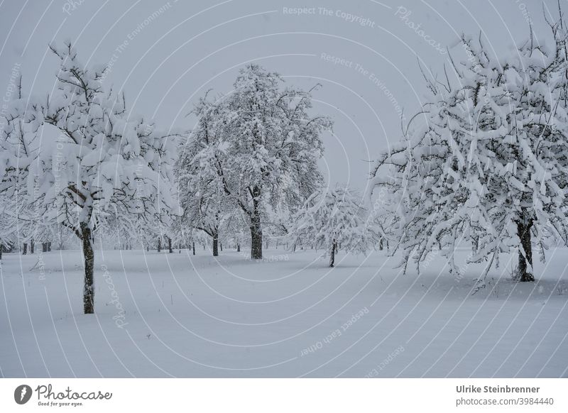 Deep snow covered fruit trees on tree field apple trees Virgin snow Snow snowy Winter White winter landscape Nature Snowscape Winter's day Seasons Exterior shot