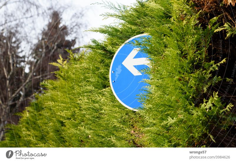 Traffic sign 209-10 Prescribed direction of travel (left) looks out of a conifer hedge Road sign Left Hedge conifers Conifer hedge green stuff green conifers