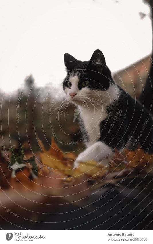 Vertical shot of a cat walking carefully over wet leaves in the autumn, making a funny face expression in the process furry walking cat curious warm october