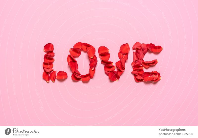 Love word from rose petals on pink background. Valentine day concept above view affection anniversary arrangement blossom care celebration creative layout