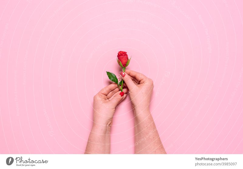 Red rose in woman hands, top view. Mother day celebration concept above view affection anniversary beauty blossom care cut out delicate feminine feminine care