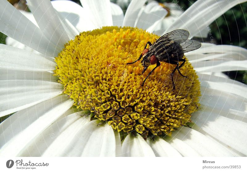 a housefly finds something, too.... Animal Insect Blossom Flower Summer Flying Bee
