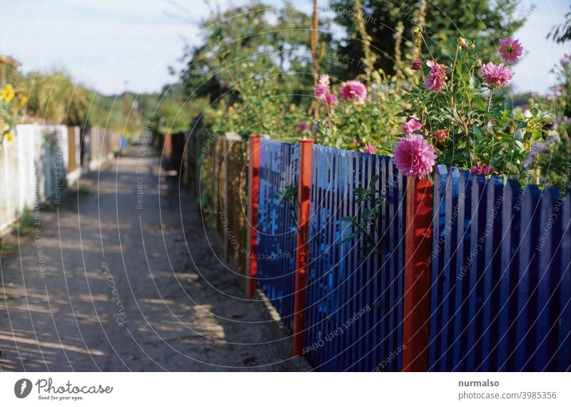 Allotment idyll allotment Fence flowers Summer colors Garden Blue Pink Green Garden plot free time Relaxation Colony Gardenhouse Vegetable Lawn lattice fence