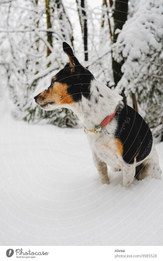 Jack Russell Terrier in the snow Jack Russell terrier Snow Forest Winter Neckband Dog Pet Animal Small Cute Happy portrait White owner Sit Obedient Lifestyle