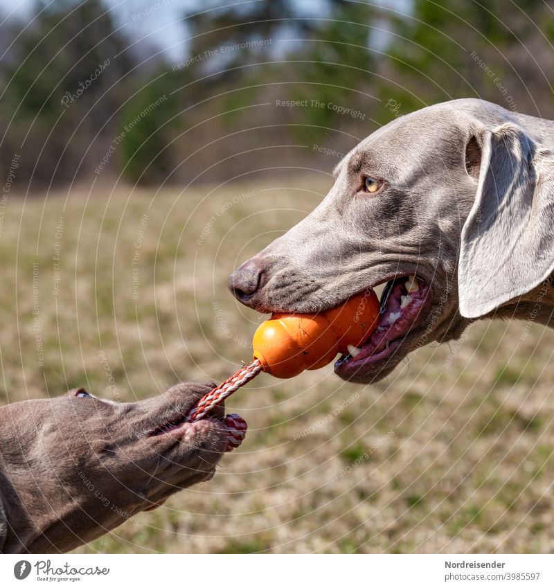 Two Weimaraner hunting dogs fight over a toy Puppy Dog pointer dog male Pet Animal pretty Hound portrait Purebred Hunting two Grass youthful joyfully Mammal