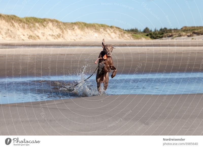 Young Weimaraner hunting dog romps and plays on the beach Dog Beach Baltic Sea Hound pointing dog Water North Sea bathe vacation be afloat Study explore Waves
