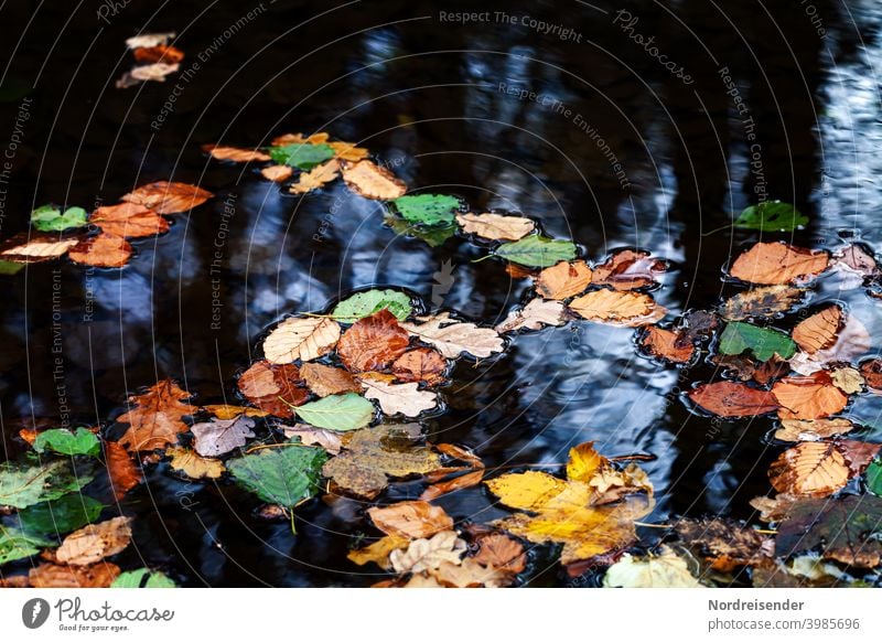 Colorful autumn leaves on a water surface foliage Water Autumn Lake Brook leaf fall Leaf Still Life pond Pond Body of water variegated Autumn leaves