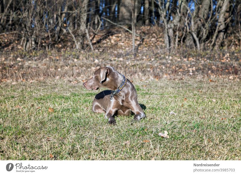 Weimaraner hunting dog sunbathing on a meadow at the edge of the forest Dog Hound pointing dog Forest explore boyfriend best friend Hunting Pride splendour Pelt
