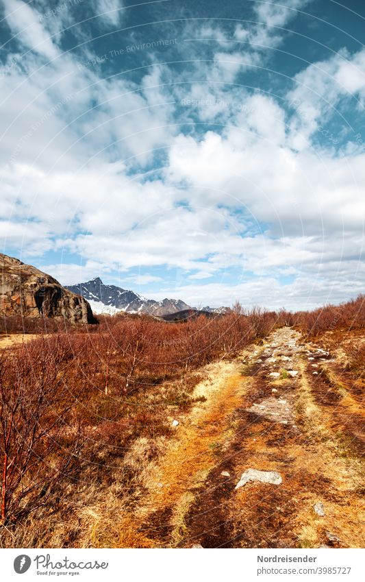Hiking trail in the mountains of Lofoten in Norway Lofotes Spring Rock Grass shrub Dynamics vivacious panorama off hiking trail Vantage point natural beauty