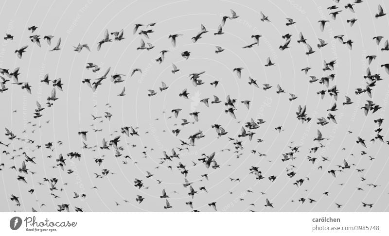 flocked birds gaze Flock of birds Many Black & white photo swarm intelligence swarm behaviour Flying