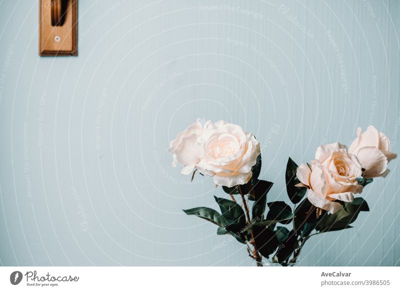 A white and pink roses over a blue wall with copy space on minimalism concept frame art desk display idea layout mother objects up wedding abstract anniversary
