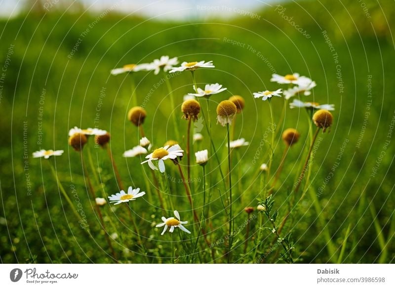 Chamomiles flowers closeup. Blossom field in summer day chamomile plant camomile green beautiful daisy beauty white background nature yellow spring herb floral