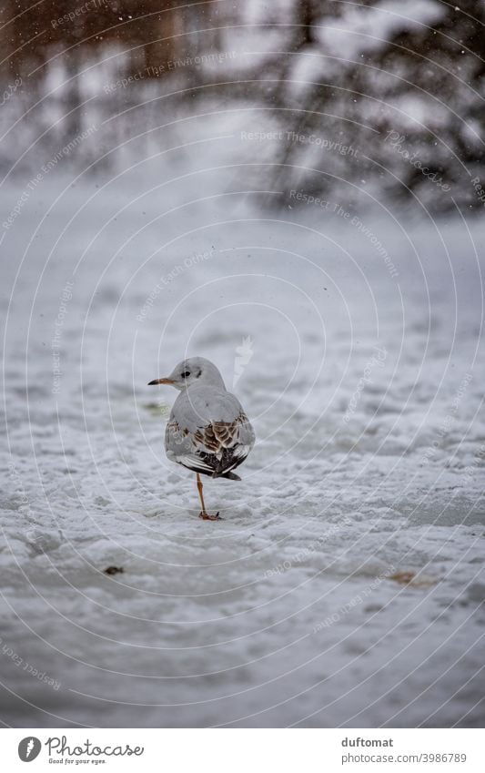 small seagull standing on frozen lake in winter Seagull Bird Snow Winter One-legged Freeze Cold Frost Ice Nature Pond Hoar frost Macro (Extreme close-up)