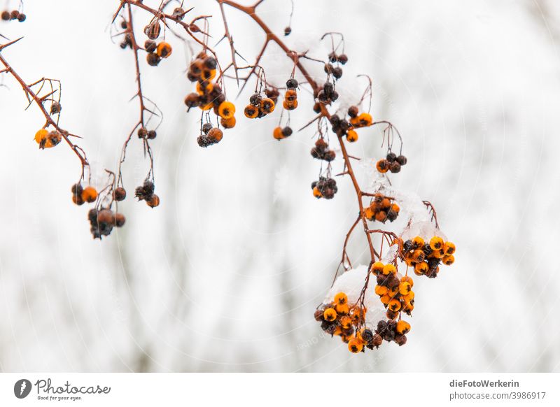 Ripe and overripe orange berries on a bush with snow and ice out colors Photography Garden Bright Contents Nature Plant Snow Selective color Other Winter Gray