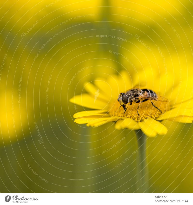Flower meadow in yellow Nature Insect repellent Animal Dyer's camomile hoverfly Plant Blossom Colour photo Yellow Shallow depth of field Summer