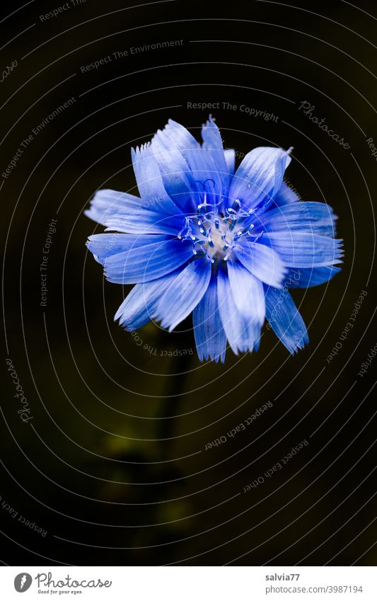 blue flower against black background Flower Blossom Cichory Chicory Cichorium Contrast Isolated Image Nature Neutral Background Plant Macro (Extreme close-up)