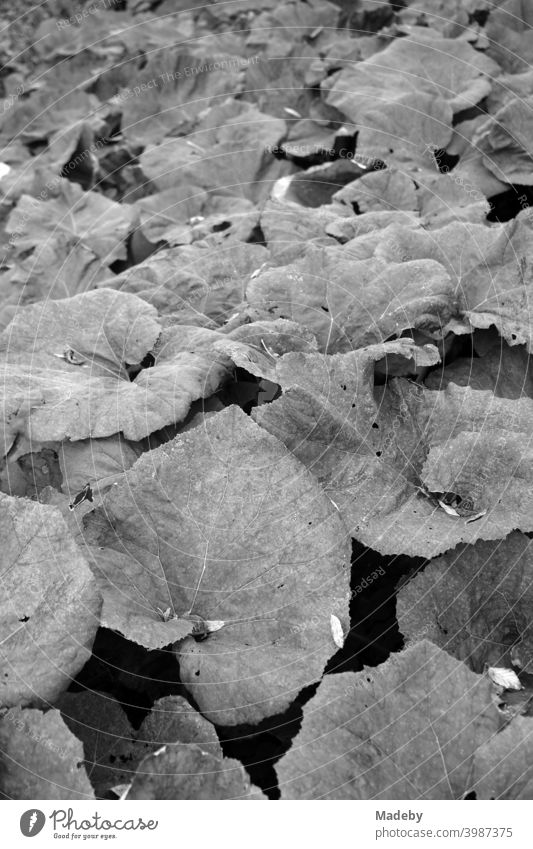 Wildly proliferating foliage plants in Lütetsburg Castle Park in Norden in East Frisia in Lower Saxony, photographed in classic black and white Plant Leaf