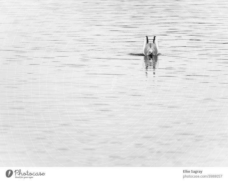 Can bunnies swim .... #gull#outside#water#minimalism Black & white photo Water Bird Animal Deserted Nature